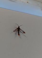 Synanthedon richardsi