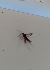 Synanthedon richardsi