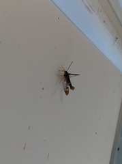 Synanthedon richardsi