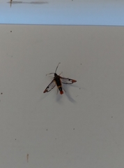 Synanthedon richardsi