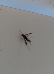 Synanthedon richardsi