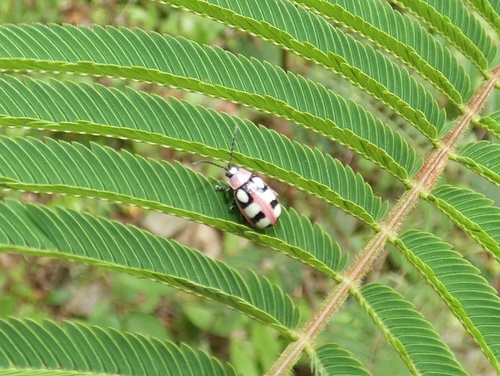 Omophoita lunata