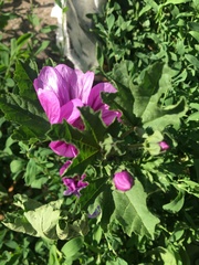 Malva sylvestris