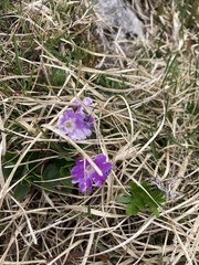 Primula clusiana