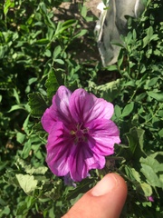 Malva sylvestris