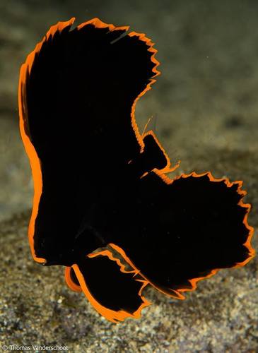 Dusky Batfish — seen at this dive site