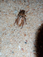 Anoxia australis