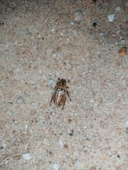 Anoxia australis