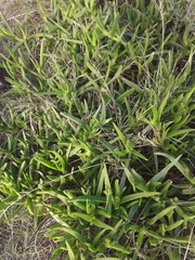 Carpobrotus deliciosus