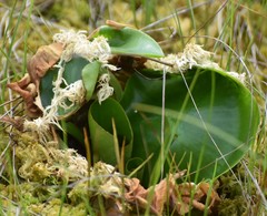 Calla palustris