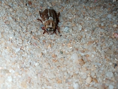 Anoxia australis