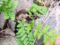 Myriopteris alabamensis