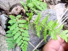 Myriopteris alabamensis