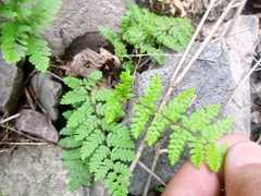 Myriopteris alabamensis