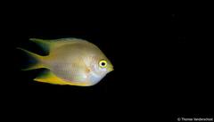 Amblyglyphidodon aureus