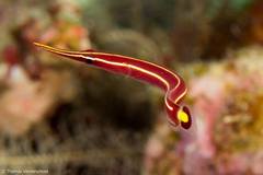 Urchin Clingfish photo 4