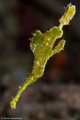 Solenostomus halimeda