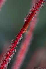 Helcogramma