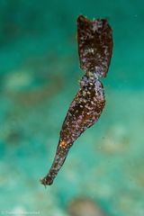 Solenostomus cyanopterus