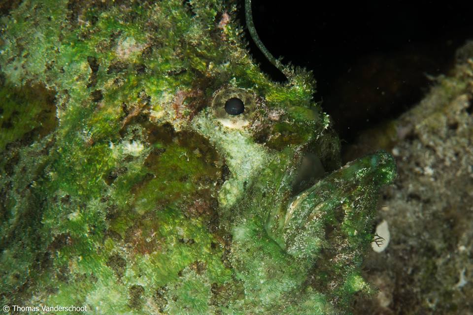 Antennatus