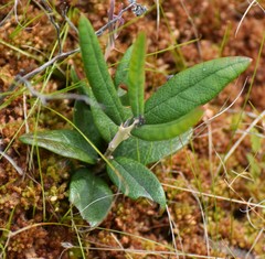 Andromeda polifolia