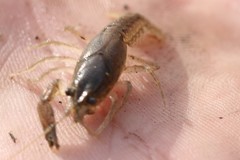 Procambarus steigmani