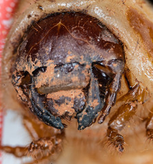 Dynastes tityus