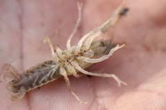 Procambarus steigmani