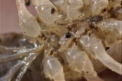 Procambarus steigmani