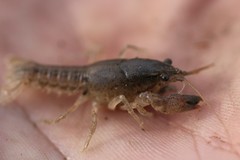 Procambarus steigmani