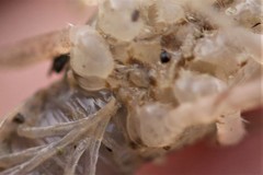 Procambarus steigmani