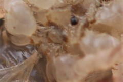 Procambarus steigmani