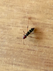 Neoclytus acuminatus