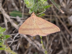 Rhodostrophia pudorata