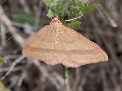 Rhodostrophia pudorata