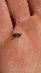 Leiopus femoratus