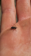 Leiopus femoratus