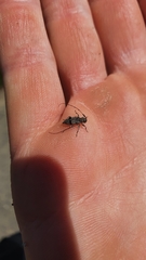 Leiopus femoratus
