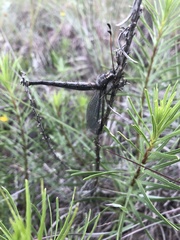 Ascaloptynx appendiculata