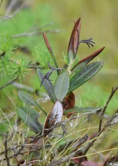 Kalmia polifolia