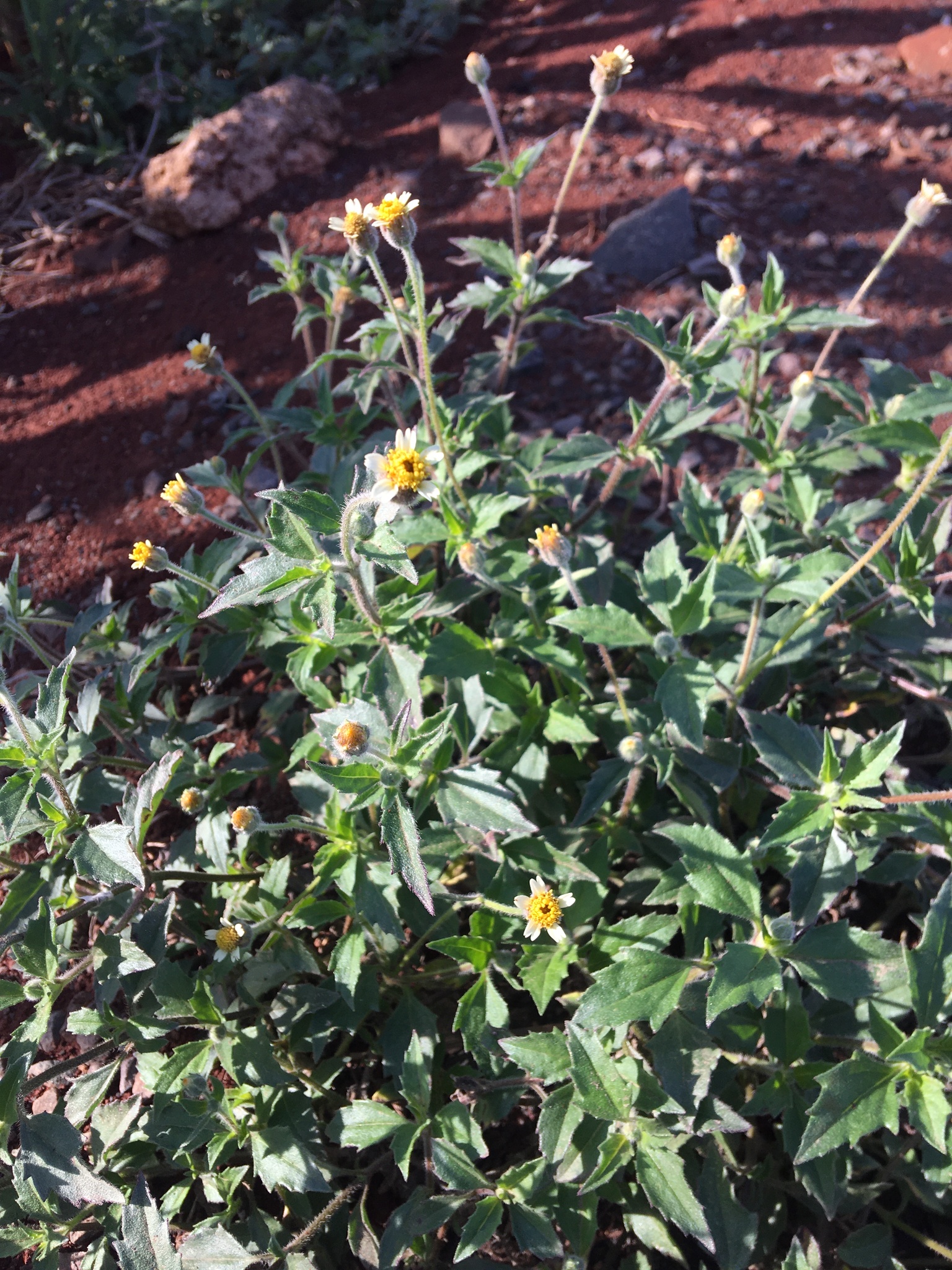 Tridax procumbens