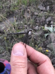 Ascaloptynx appendiculata