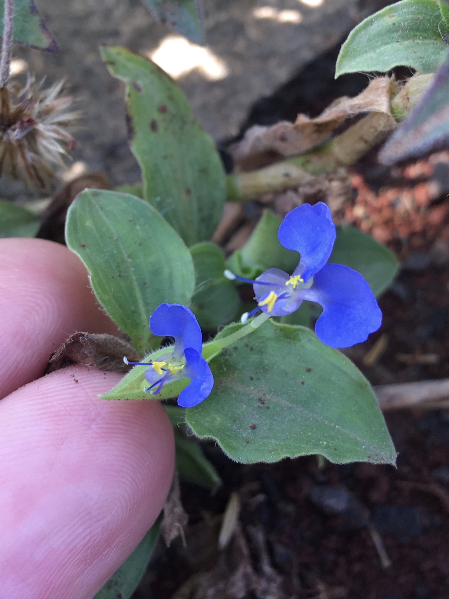 Commelina benghalensis
