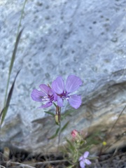 Clarkia dudleyana