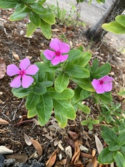Catharanthus roseus image