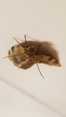 Choristoneura hebenstreitella