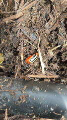 Disonycha leptolineata