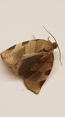 Choristoneura hebenstreitella