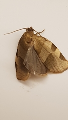 Choristoneura hebenstreitella