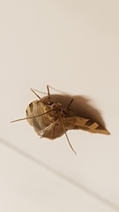 Choristoneura hebenstreitella